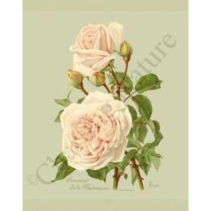  Botanical Pink Rose Print Souvenir de la Malmaison 
