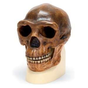  Anthropological skull   Sinanthropus Industrial 