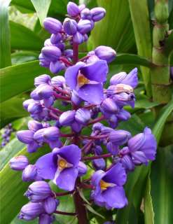 Blue Ginger these gorgeous blue flowers not a true ginger.