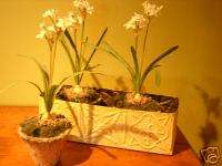 Antique 1800s Architectural Ceiling Tin Planter Box Tin Border Flower 