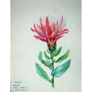  Townsend Wild Flowers 1933 Protea Colour Pink Leaves