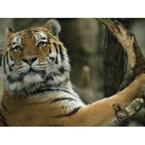  A Portrait of Khuntami, a Male Siberian Tiger Premium 
