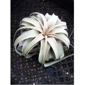  Air Plant   Tillandsia Xerographica   The King of Air Plants 