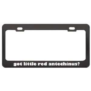  Little Red Antechinus? Animals Pets Black Metal License Plate Frame 