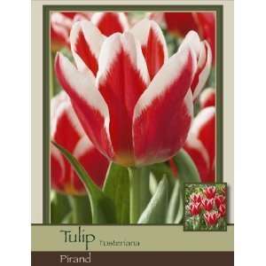  Pirand   Pack of 25 Tulip Bulbs Patio, Lawn & Garden