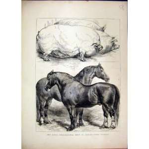   1870 Royal Agricultural Show Oxford Prize Horses Pigs