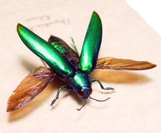 GREEN FLYING RAINBOW JEWEL BEETLE REAL INSECT 2190F  