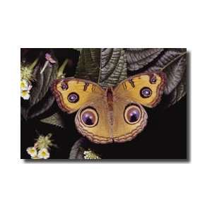    Peacock Pansy Butterfly Southeast Asia Giclee Print