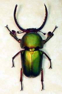 lamprima adolphinae, GREEN, STAG, REAL, BEETLE, DISPLAY,Indonesia