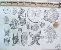 SEA SHELLS OCEAN THEMED STAMPS unmounted rubber stamps  