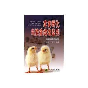  poultry hatching and differential male and female chicks 