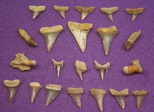 AMERICAN TOOTH COLLECTION FOSSIL CHILEAN SHARK TEETH  