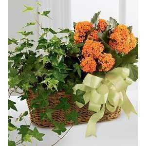 The FTD Kalanchoe & Ivy Planter Grocery & Gourmet Food
