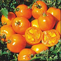 Golden Sunray Tomato   20 Seeds   Best Yellow  