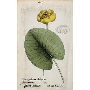   Water Lily Botanical Print   Hand Colored Lithograph
