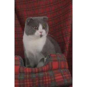   of Top 100 Pedigree Cats Canvas Art Scottish Fold
