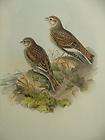 John Gould Lithograph Birds Britain WHITE WINGED LARK
