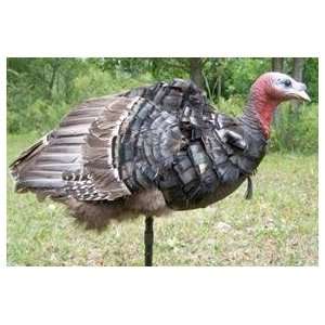  Away Hunting Products 2634 Turkey Skinz Decoy Cover 