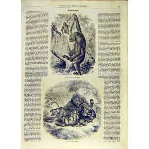  Gorilla Gabon Lion Jaguar Antelope French Print 1854
