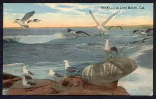 Vintage LONG BEACH CALIFORNIA Sea Gulls CA POSTCARD   