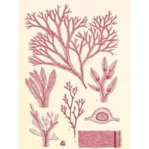 William Henry Harvey   British Seaweed Plate CCXLVII Canvas  