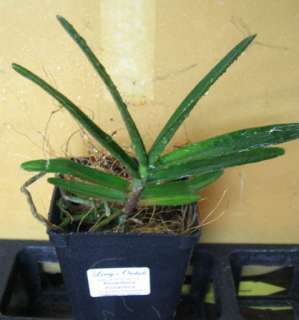 Renanthera monachica (Vanda Alliance) Species Orchid Plant  