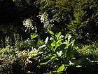 1000 woodland tobacco seeds nicotiana sylvestris expedited shipping 