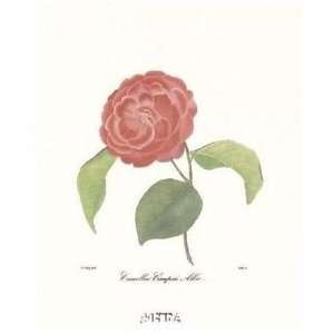  Camellia Campsii Alba Poster Print