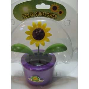  Solar Dancing Sunflower Purple Pot 