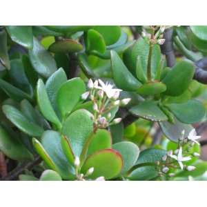  Crassula argentea 