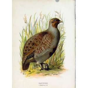  Familiar Wild Birds Antique C1883 Partridge Old Print 