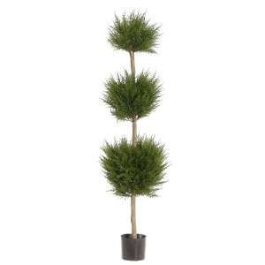  5? Triple Ball Canadian Cypress Topiary in Pot Green (Pack 