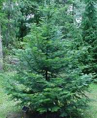 RIESENTANNE   ABIES GRANDIS   SCHNELLWÜCHSIG   30 SAMEN  