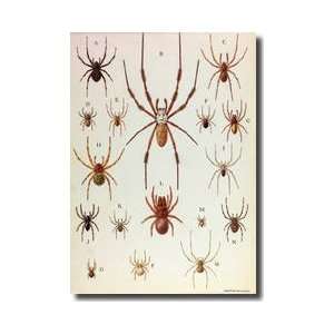  Collection Of Spiders Giclee Print