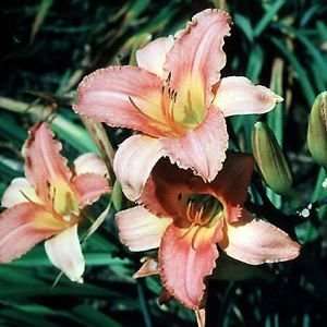 DAYLILY SIROCCO / 1 gallon Potted Patio, Lawn & Garden