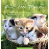 Für Katzenfreunde 2012  Nina Sandmann Bücher