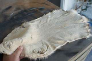 Open skinned badger pelt pro tanned hide/skin/fur/leather for 