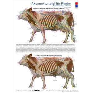 Akupunkturtafel für Rinder Akupunkturpunkte und Leitbahnen  