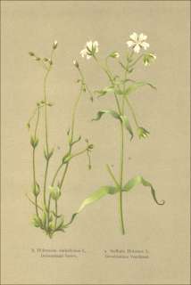 1898 – BOTANIK Spurre Vogelkraut Holosteum Stellaria Flora 