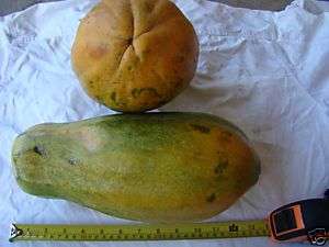 Carica papaya   100 Fresh Belize Papaya Tree seeds  
