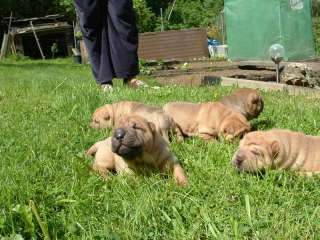 shar pei welpen in Baden Württemberg   Pforzheim  Hunde & Zubehör 