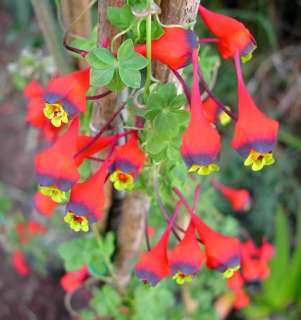 Rare, exotic Bolivian Nasturtium   Tropaeolum tricolor  
