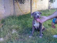 American Pit Bull Terrier in standard UKC