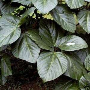 FICUS ROXBURGHII, SYN. AURICULATA   ELEFANTENOHR FEIGE  