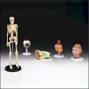  Set of 5 Elementary Human Anatomy Teaching Models Health 