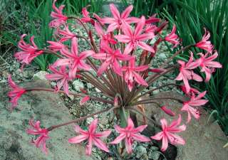 to cross breed it with amaryllis belladonna and related species