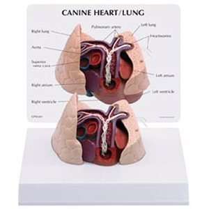 Canine/Dog Heart & Lung Anatomy/Anatomical Model #9151  