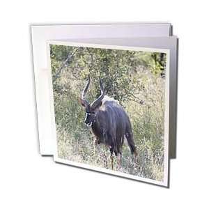 Animals   South African Kudu in the grass   Greeting Cards 6 Greeting 