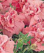 Annual SOFT PINK CASCADE PETUNIA Seeds  DOUBLE Blooms  