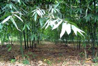 Dendrocalamus latiflorus   taiwanese giant bamboo  
